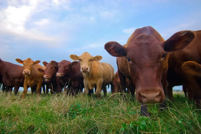 Pre-order beef / buy cow or herd